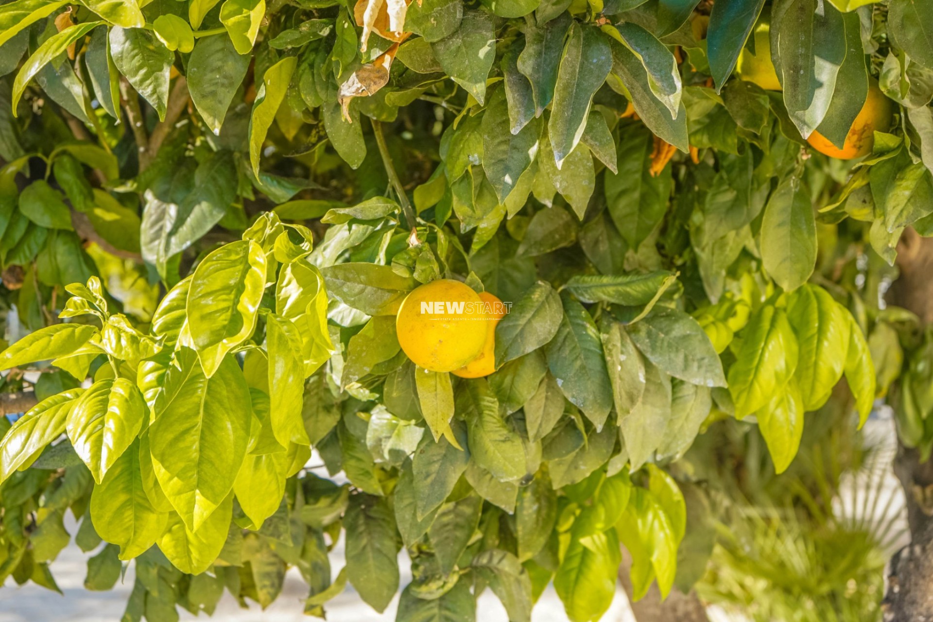 Herverkoop - Vrijstaand - La Marina - Urb. El Oasis