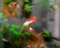 Herverkoop - Vrijstaand - La Marina - Urb. La Marina