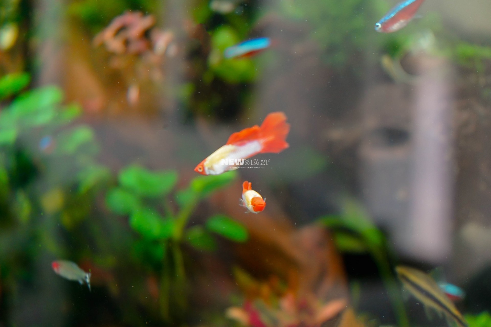 Herverkoop - Vrijstaand - La Marina - Urb. La Marina