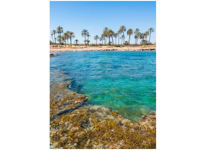 Nieuwbouw Woningen - Penthouse - Torrevieja