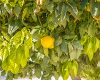 Resale - Detached - La Marina - Urb. El Oasis