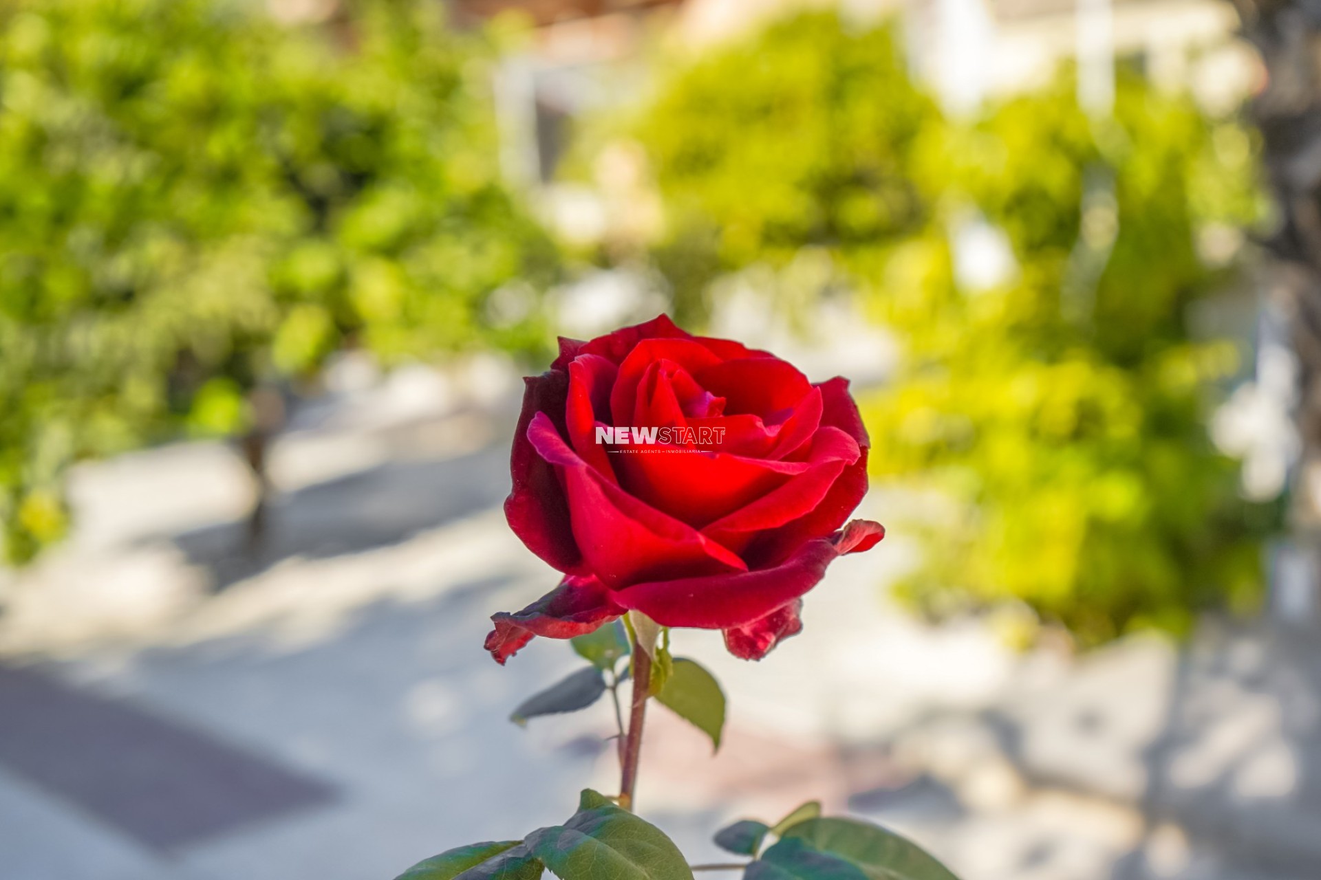 Revente - Détaché - La Marina - Urb. El Oasis