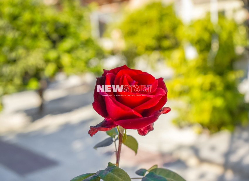 Wiederverkauf - Freistehend - La Marina - Urb. El Oasis