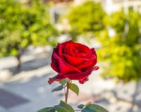 Wiederverkauf - Freistehend - La Marina - Urb. El Oasis