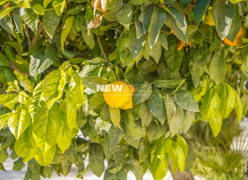 Wiederverkauf - Freistehend - La Marina - Urb. El Oasis