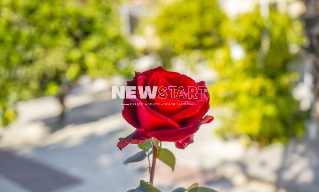 Wiederverkauf - Freistehend - La Marina - Urb. El Oasis
