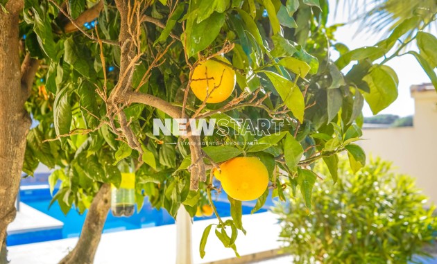 Wiederverkauf - Freistehend - La Marina - Urb. El Oasis