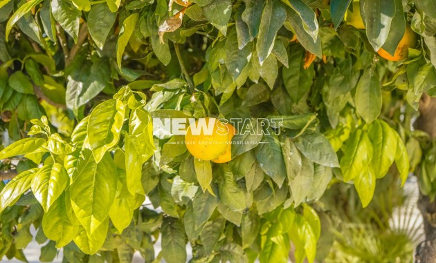 Wiederverkauf - Freistehend - La Marina - Urb. El Oasis